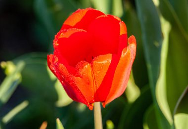 Kırmızı lale çiçeği, seçici yumuşak odaklı makro fotoğraf. Yüksek kalite fotoğraf