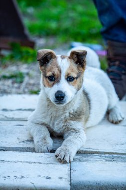 Çimenlerde gün batımında melez Alman çoban köpeğinin inanılmaz portresi. Yüksek kalite fotoğraf