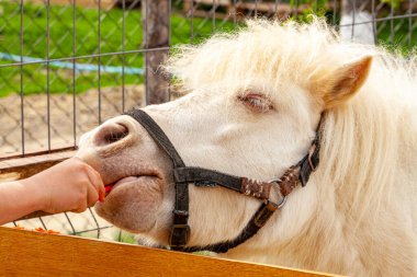 Bir çocuk elindeki havuçla atı besler ve böyle bir fırsata sahip olduğu için çok mutludur. Yüksek kalite fotoğraf