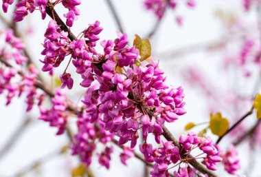 Açan Yehuda Ağacı. Judas ağacı olarak da bilinir, küçük bir yaprak döken ağaçtır. Kapatın. Yüksek kalite fotoğraf