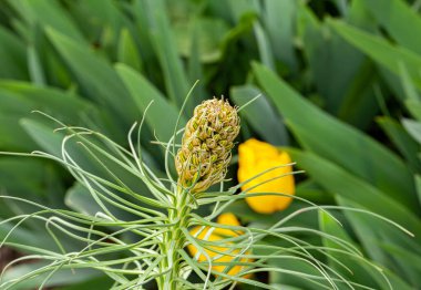 Sarı Asphode çiçeği veya Kralların Mızrağı, Ölülerin Çiçeği, St. Gallen, İsviçre 'de Jacobs Rod. Latince adı Asphodeline Lutea Syn Asphodeline Flava, Yunanistan 'dan Kafkasya' ya kadar uzanır. Yüksek