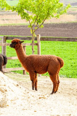 A herd of Alpaca standing and grazing in a field on a farm. A variety of fleece types and colors are visible. High quality photo clipart