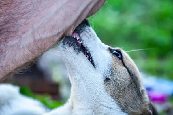 picture of a dog biting a mans hand. High quality photo