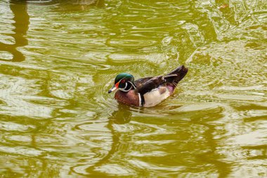 Güzel ördek nehirde yüzüyor. Güzel bir geçmiş. Yüksek kalite fotoğraf