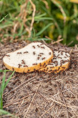Bir parça ekmek üzerinde yaprak kesen karıncaların makro fotoğrafı. Yüksek kalite fotoğraf