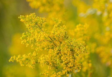 Euphorbia esula ya da yaygın olarak yeşil spurge veya yapraklı spurge olarak bilinen öforbia esula, spurge cinsinin bir türüdür. Yüksek kalite fotoğraf