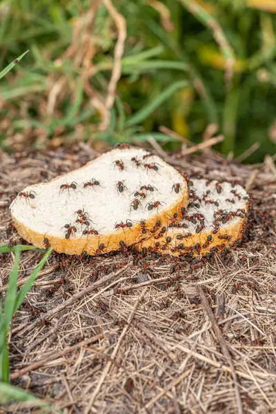 stock image Macro photograph of leaf cutter ants on a piece of bread. High quality photo