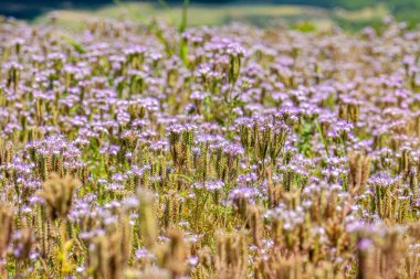 Dantelli Phacelia tanacetifolia çiçekleri. Mor çiçekler. Arka planda yaz gökyüzü. Güzel gün batımı. Yüksek kalite fotoğraf