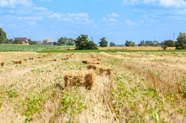 Traktör doğranmış buğday tarlasından saman balyaları yapıyor. Otantik çiftlik serisi. Sarı alan ve Lansdcape kırsalının ufuk çizgisi ile sonbahar manzarası. Yüksek kalite fotoğraf