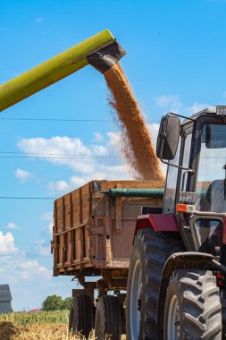 Tarladaki hasattan sonra traktör römorkuna mısır taneleri dökülüyor. Yüksek kalite fotoğraf