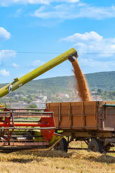 stock image Modern combine harvester unloading grain into the trucks trailer on sunny summer day. High quality photo