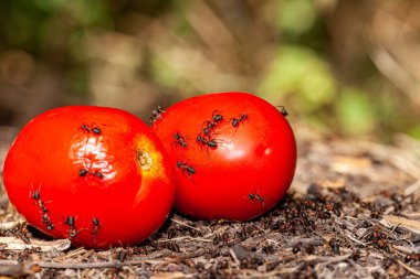 Domatesin ikiye bölünmüş bir makro resmi ve bu domatesten istedikleri her şeyi aldıkları bir karınca yuvasında resmedilmiş domates çok tatlı ve karıncalar için birçok vitamin içeriyor. Yüksek kalite fotoğraf