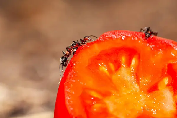 stock image Team of decorative funny ants carrying cherry tomatoes. They help in making salad. High quality photo