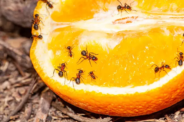 Birçok Karınca Çakıl Üzerinde Bir dilim Portakal Yiyin. Yüksek kalite fotoğraf