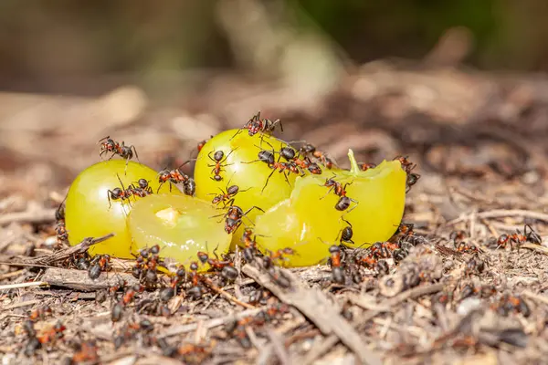 Bir karınca kolonisinin bu elma üzümünün en iyisini nasıl yediğinin ve kış için bu elma üzümünü tedarik edecek bir şeye ihtiyaç duymalarının Macro resmi. Yüksek kalite fotoğraf