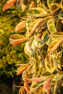 Ficus deltoidea, genellikle Malezya dilinde ökse otu inciri Mas Cotek veya Tayland dilinde Sarika Lin tangası olarak bilinir. Yüksek kalite fotoğraf