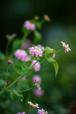 Pentaphylloides fruticosa 'nın yaz aylarında açtığı küçük pembe çiçekleri kapatın. Yüksek kalite fotoğraf
