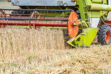 Buğday tarlası, hasat tarlasıyla birleşiyor. Yüksek kalite fotoğraf