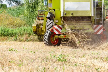 Tarlada buğday hasadını birleştiren tarlada sakal bırakıyor. Yeşil ormanın yakınındaki buğday tarlası. Yüksek kalite fotoğraf