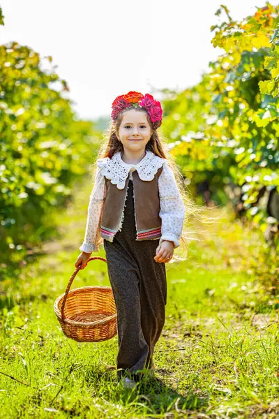 Şarap ve üzüm. Üzüm topluyorum. Üzüm bağında üzüm toplayan gülümseyen kadın. Yüksek kalite fotoğraf