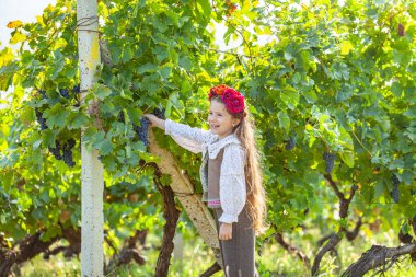 Üzüm yaprakları. Dışarıda üzümlü mutlu küçük kız. Üzümlü bir çocuk. Beyaz şarap olgunlaşmış üzümlerde gülümseyen güzel bir kız. Şarap hasadı konsepti. Yüksek kalite fotoğraf