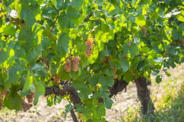 Bahçedeki sarmaşıkta sulu beyaz üzümler. Üzüm bağlarının arka planı güneşli. Yüksek kalite fotoğraf
