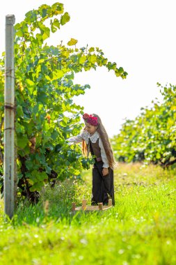 Sonbahar üzüm bağında üzüm tutan bir çocuk. Çocuklar için konsept doğayı keşfetmek ve çiftçilik bahçedeki meyveleri toplamak gibi. Yüksek kalite fotoğraf