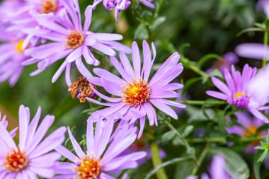 Symphyotrichum dumosum Aster dumosus güzel mavi sonbahar çiçekleri. - Evet. Yüksek kalite fotoğraf