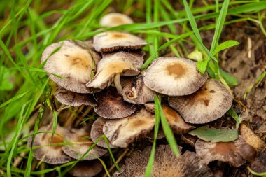  Zehirli mantarlar. Yeşil çimenlikteki bir açıklıkta mantarlar yetişiyor, güneş parlıyor. Mantarlar sağlığa zararlıdır. Yüksek kalite fotoğraf
