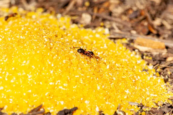 Çalışan ve oyuncak un alan bir karıncanın makro resmi. Karınca çok çalışkandır ve halıdan istediğini alır. Yüksek kalite fotoğraf
