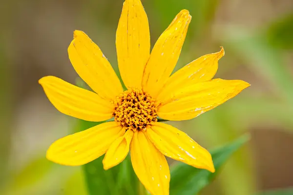 Kışın güneşli bir günde güzel sarı çiçekler. Yüksek kalite fotoğraf