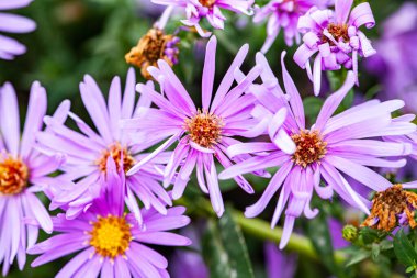 Bahçe bitkisinin üzerinde Echinacea çiçeği kümesi. Echinacea, papatya familyasından bir bitki cinsidir. Cins dokuz türe sahiptir ve genellikle mor koni çiçekleri olarak adlandırılırlar.