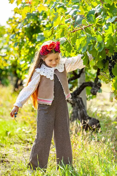 Bahçe makası ile güzel bir kadın kırmızı üzüm demetleri kesiyor. Sonbahar hasat konsepti. Yüksek kalite fotoğraf