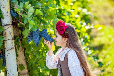 Şarap hasadı sırasında üzüm toplayan kız çocuğu. Hasat konsepti. Kendi çiftliğini kendin seç. Sağlıklı ve çevre dostu mahsul. Yüksek kalite fotoğraf