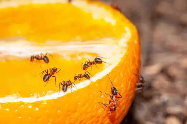 Sarı portakal yiyen küçük karıncalar. Makro fotoğrafçılık. Yüksek kalite fotoğraf