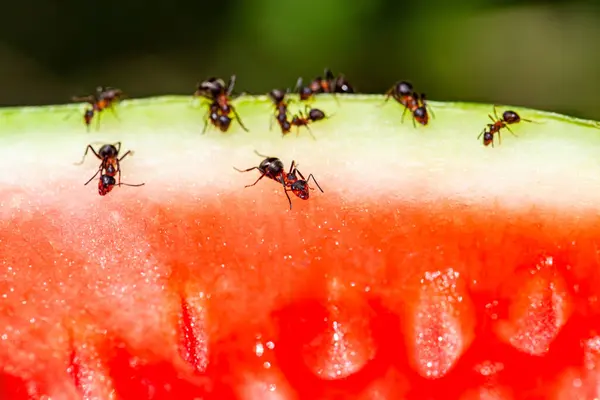 Bir grup karınca ile makro resim bir karpuzdan her şeyi alır, karıncalar karpuzla beslenir ve çok çalışkandırlar. Yüksek kalite fotoğraf