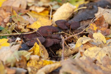 Reishi mantar kolonileri yağmur mevsiminde kuru ağaçların dallarında yetişir. Yüksek kalite fotoğraf