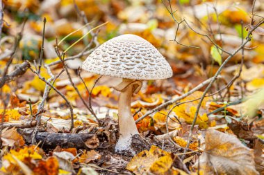 Ormandaki Sunset 'te Macrolepiota Procera Mantarı. Yakın plan Doğa Fotoğrafçılığı. Yüksek kalite fotoğraf