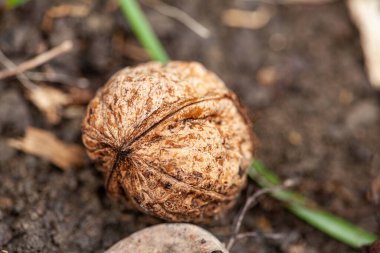 Ceviz kabuğu ve dışarıda yerdeki çekirdekler. Omega 3 yağ asitleri ve sağlıklı besinlerle dolu sağlıklı yiyecekler. Yüksek kalite fotoğraf