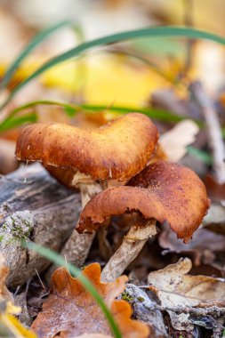 Birkaç mantar Armillaria, birlikte büyüyen bal mantarı. Sonbahar sarı yaprak dokusu arka planı. Büyük ölçekli yarı yuvarlak mantar kapakları. Sonbahar sepia renkleri. Toprakta yenilebilir çayır mantarları