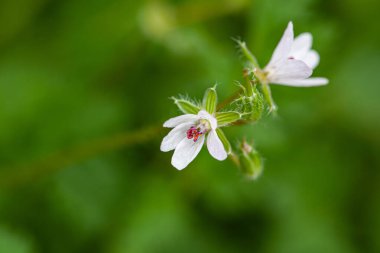 Tatlı kokulu sardunya çiçekleri veya Rose Geranium, St. Gallen, İsviçre 'de Vahşi Malva. Latince adı Pelargonium Graveolens Syn Geranium Terebinthinaceum 'dur. Yüksek kalite