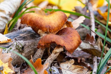 Closeup of wild mushrooms Armillaria Gallica growing in the forest. High quality photo clipart