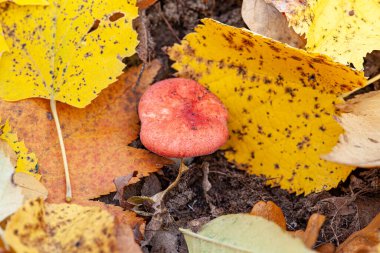 Sinek mantarı Amanita muscaria beyaz benekli zehirli kırmızı mantarlar. Iserlohn, Sauerland Almanya 'daki sonbahar ormanlarında bir grup mantar. Makro kurbağa perspektifi kapalı, bulanık arkaplan