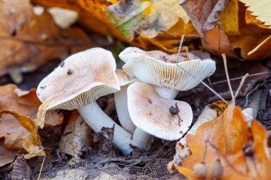 Klitocybe nebularis ayrıca bulut hunisi ya da bulanık agarik olarak da bilinir. Yüksek kalite fotoğraf