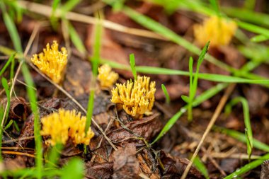 Somon mercanı, güzel ya da yakışıklı klavvaria sarı uçlu ya da pembe mercan mantarı Ramaria formosa mercan şeklinde bir mantardır. Almanya 'nın Sauerland bölgesindeki bir ormanda bej renkli bir kümenin Macro' su. Yüksek