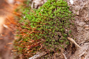 Doğada yeşil yosun dokusu taştan arka planda yeşil yosun. - Evet. Yüksek kalite fotoğraf