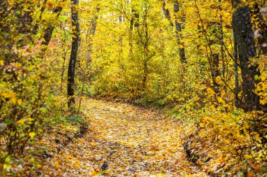 Sonbahar orman yolu. Turuncu renk ağacı, sonbahar parkında kırmızı kahverengi akçaağaç yaprakları. Doğa sahnesi gün batımında sisli Orman manzaralı parlak gün ışığı güneşli bir günün doğuşu, sabah güneşi manzaralı. Yüksek