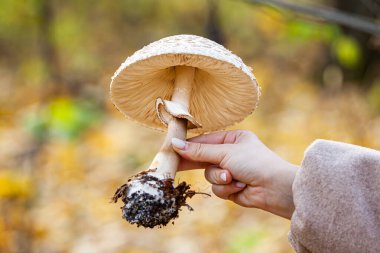Mikolojist, sonbahar mevsiminde ormanda toplanan yabani bir mantarı gösteriyor. Yüksek kalite fotoğraf
