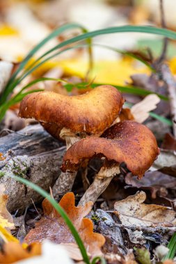 Armillaria mellea, Armillaridae familyasından Armillaridae familyasından bir mantar türü. Yüksek kalite fotoğraf