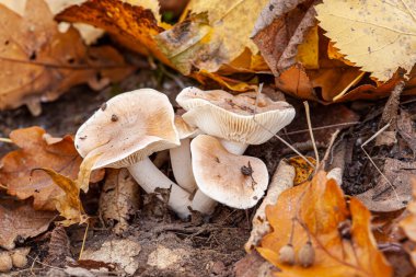 Klitocybe nebularis ya da Lepista nebularis, genellikle bulutlu agarik ya da bulut hunisi olarak bilinir, hem kozalaklı ormanlarda hem de geniş yapraklı ormanlarda ortaya çıkan bol solungaçlı bir mantar türüdür.